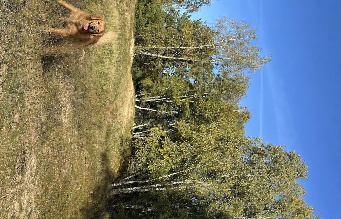 Hunde auf der Sandheide in Dahlem