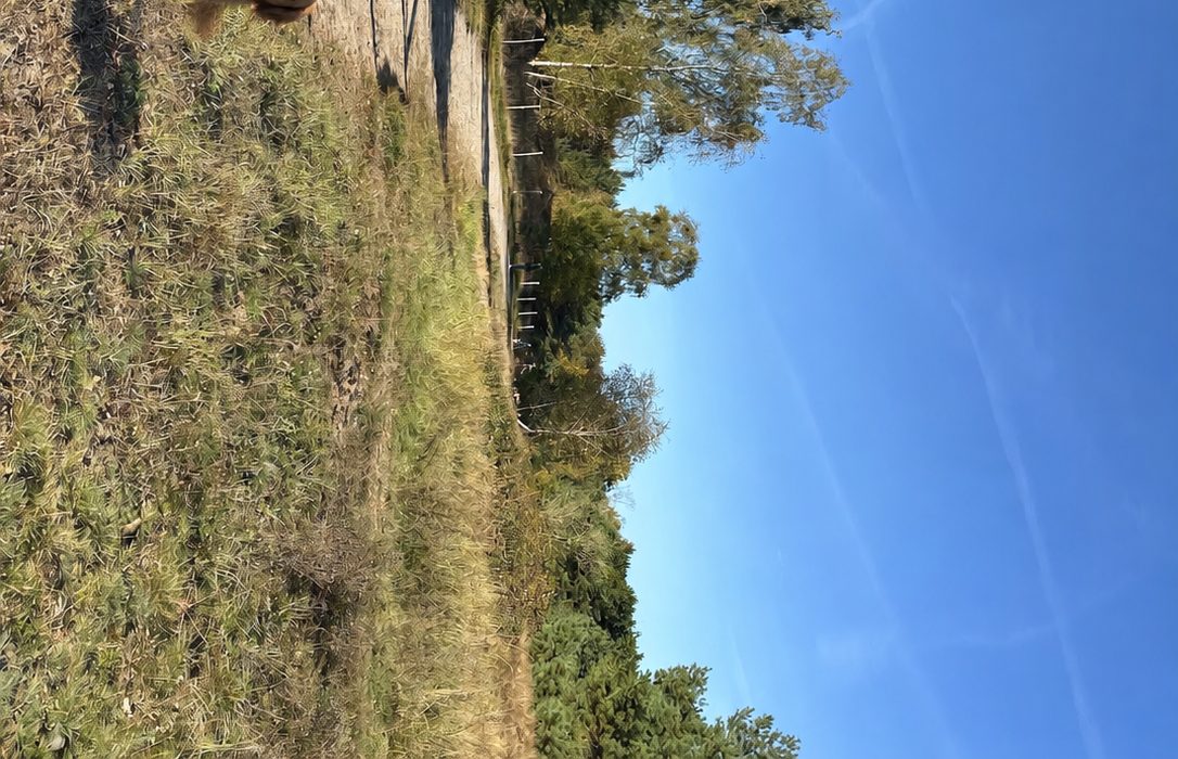 Hunde beim Spielen auf der Heide