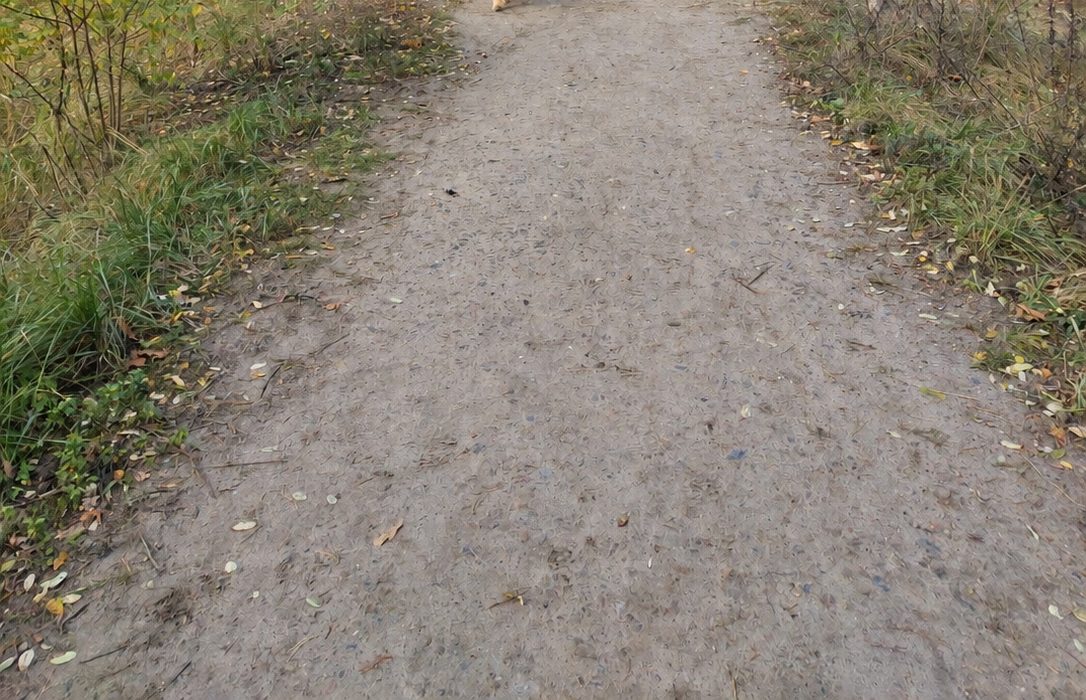 Hund auf der Heide