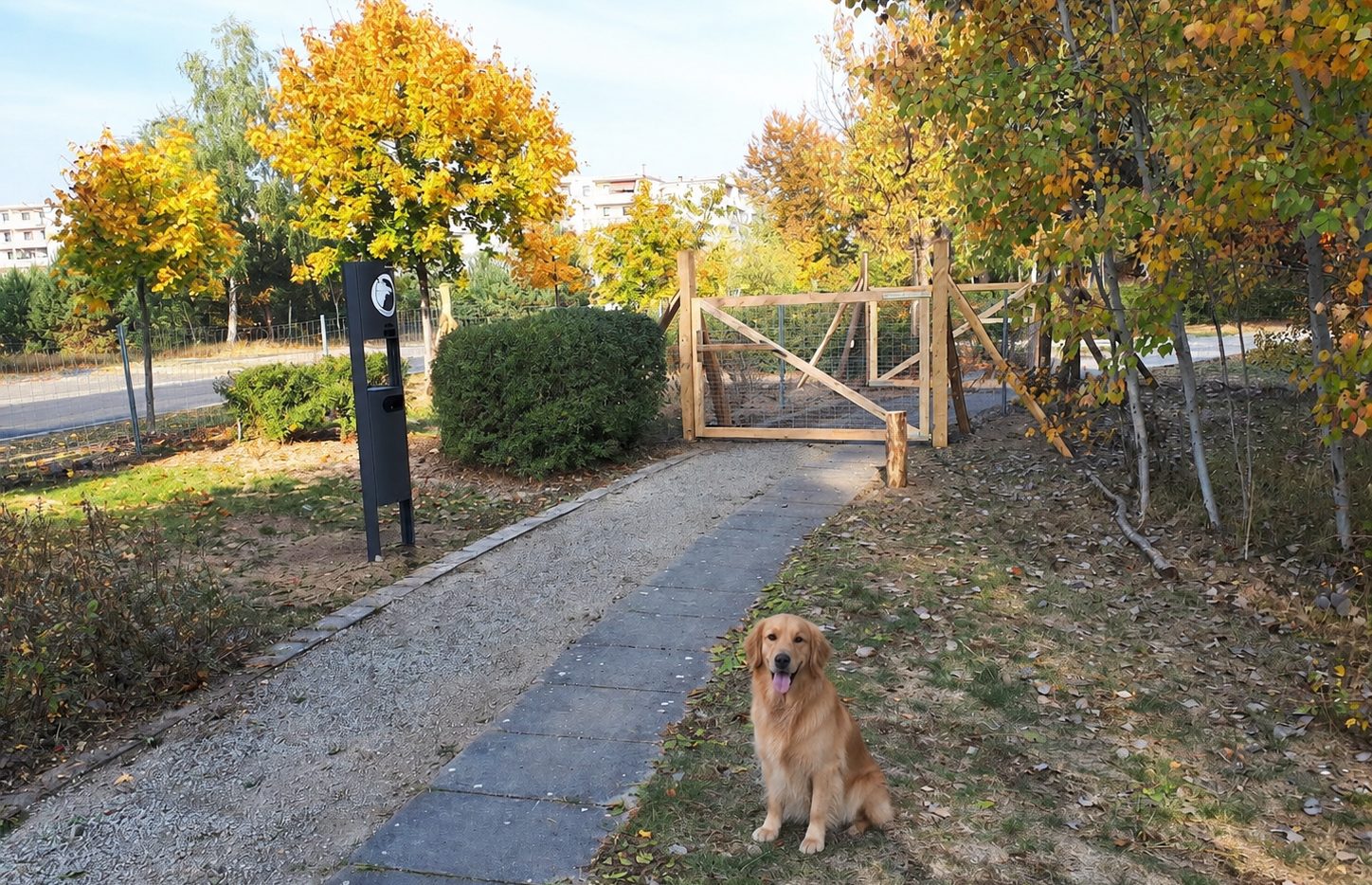 Hunde auf der Mietwiese in der Sommerfelder Siedlung