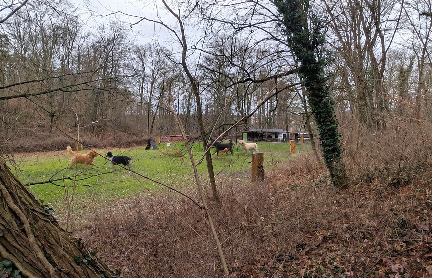 Hunde beim Spielen auf der Mietwiese