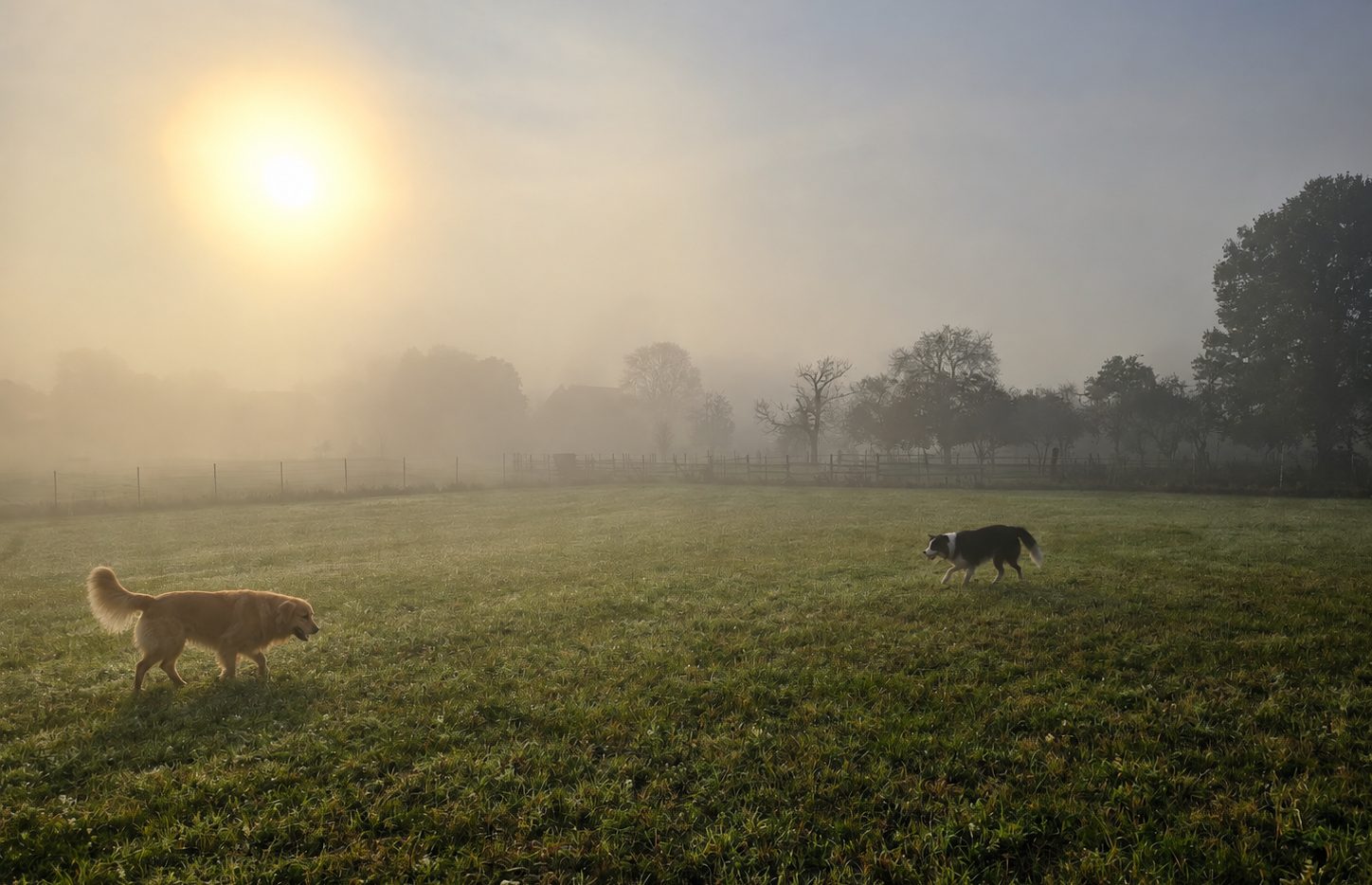 Hund auf der Wiese