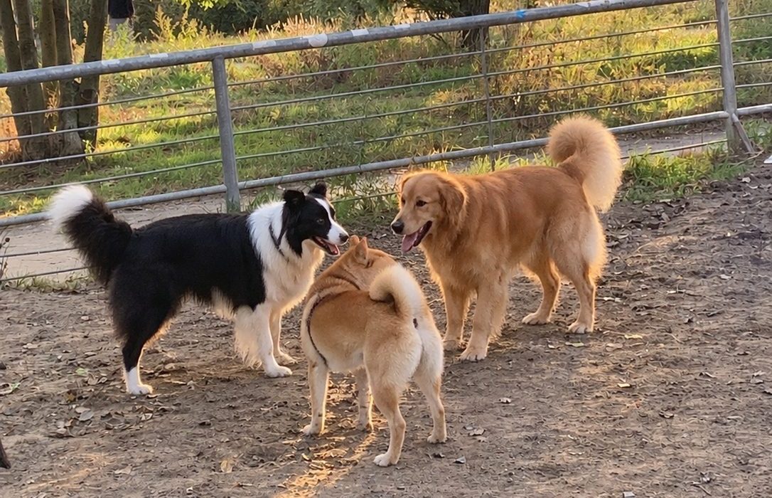 Drei Hunde am Metallzaun des Auslaufs im Abendlicht
