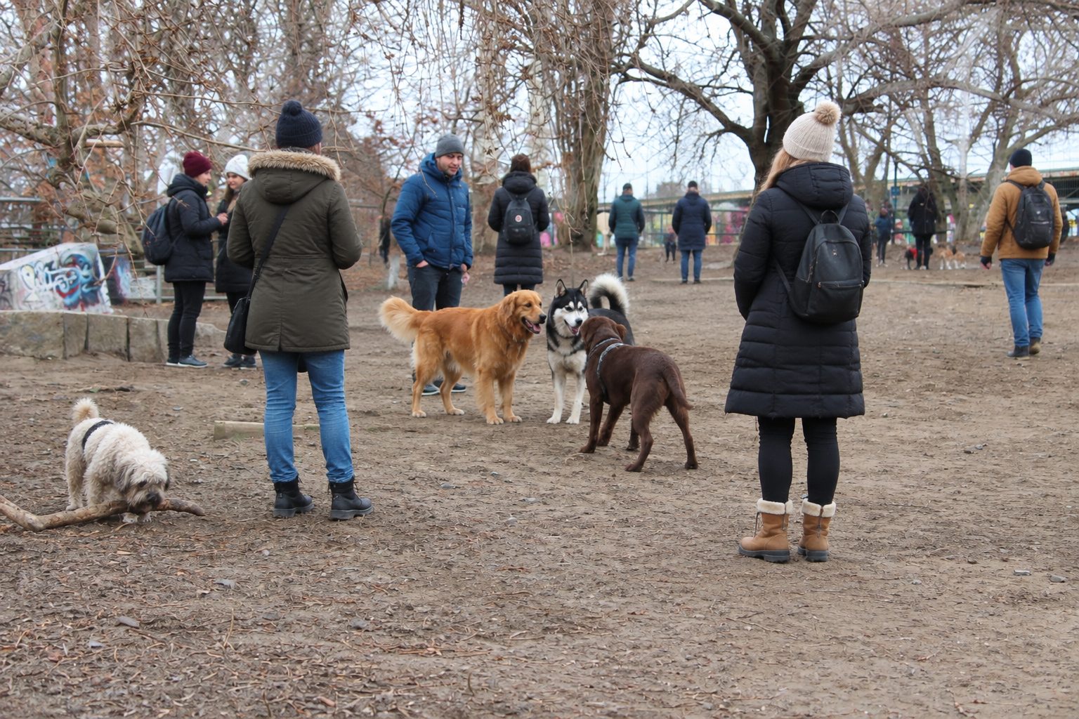 Mehrere Menschen mit Hunden auf der vollen Fläche im Winter