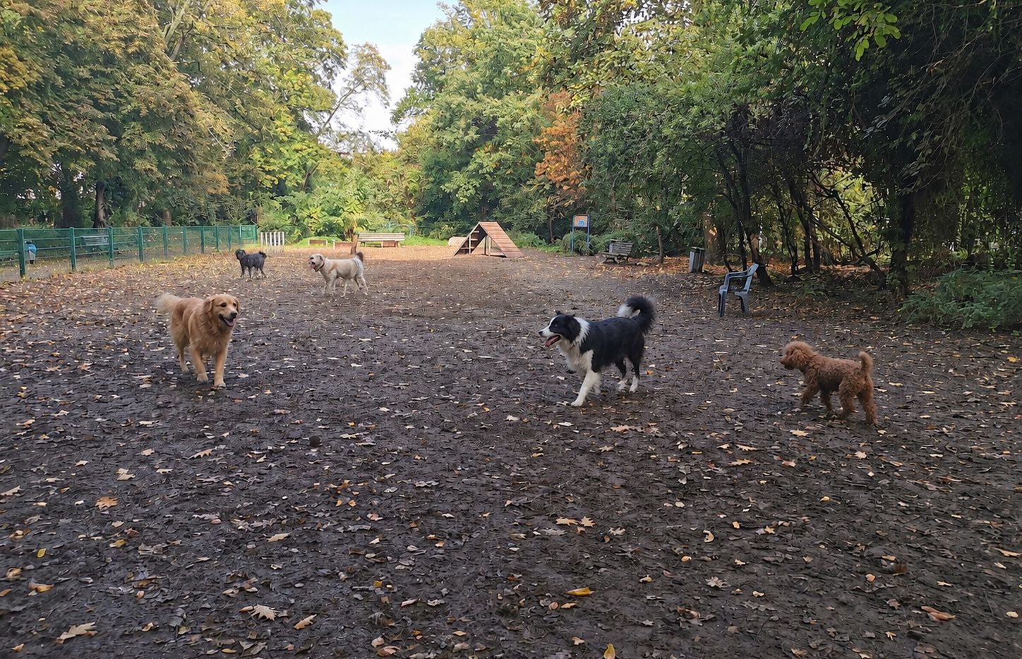 Hunde auf der Fläche am Schäfersee
