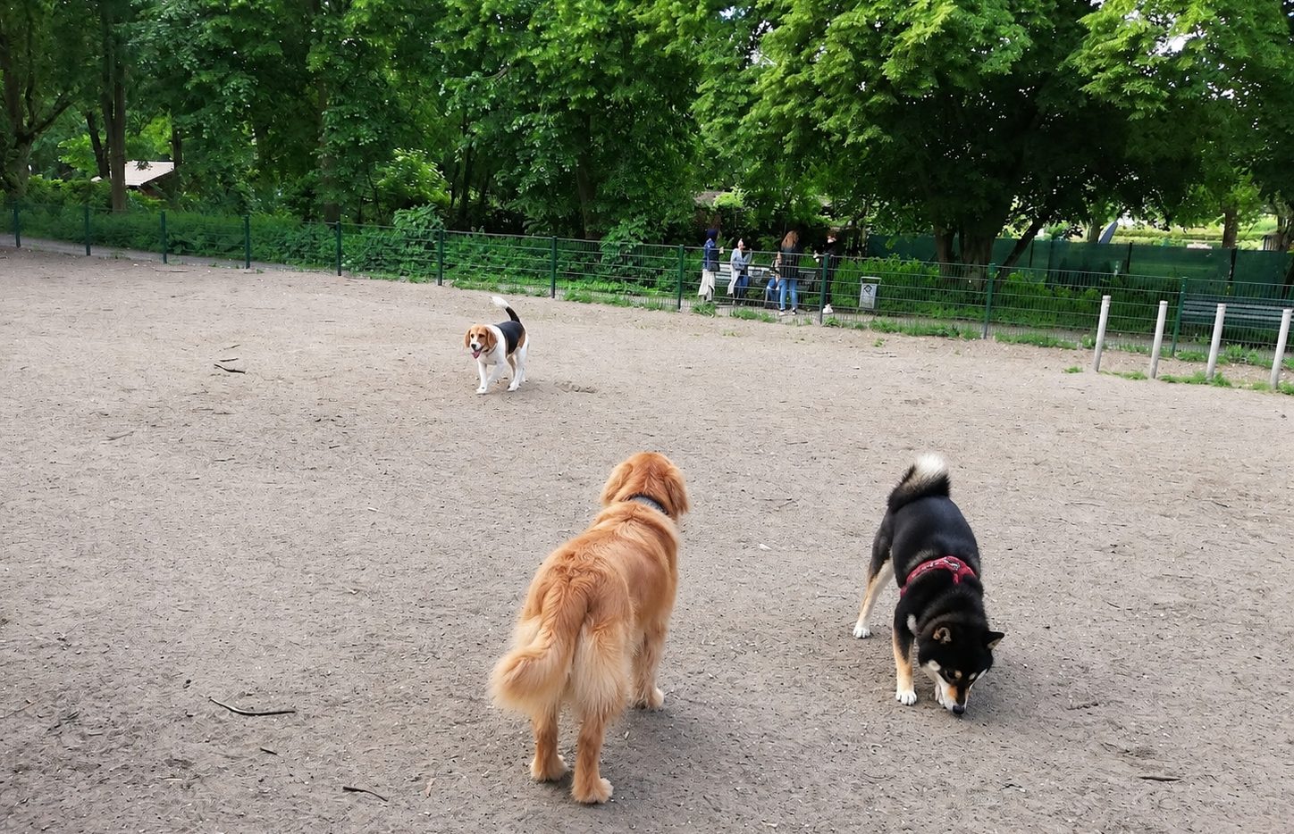 Hunde beim Spielen auf dem Gelände