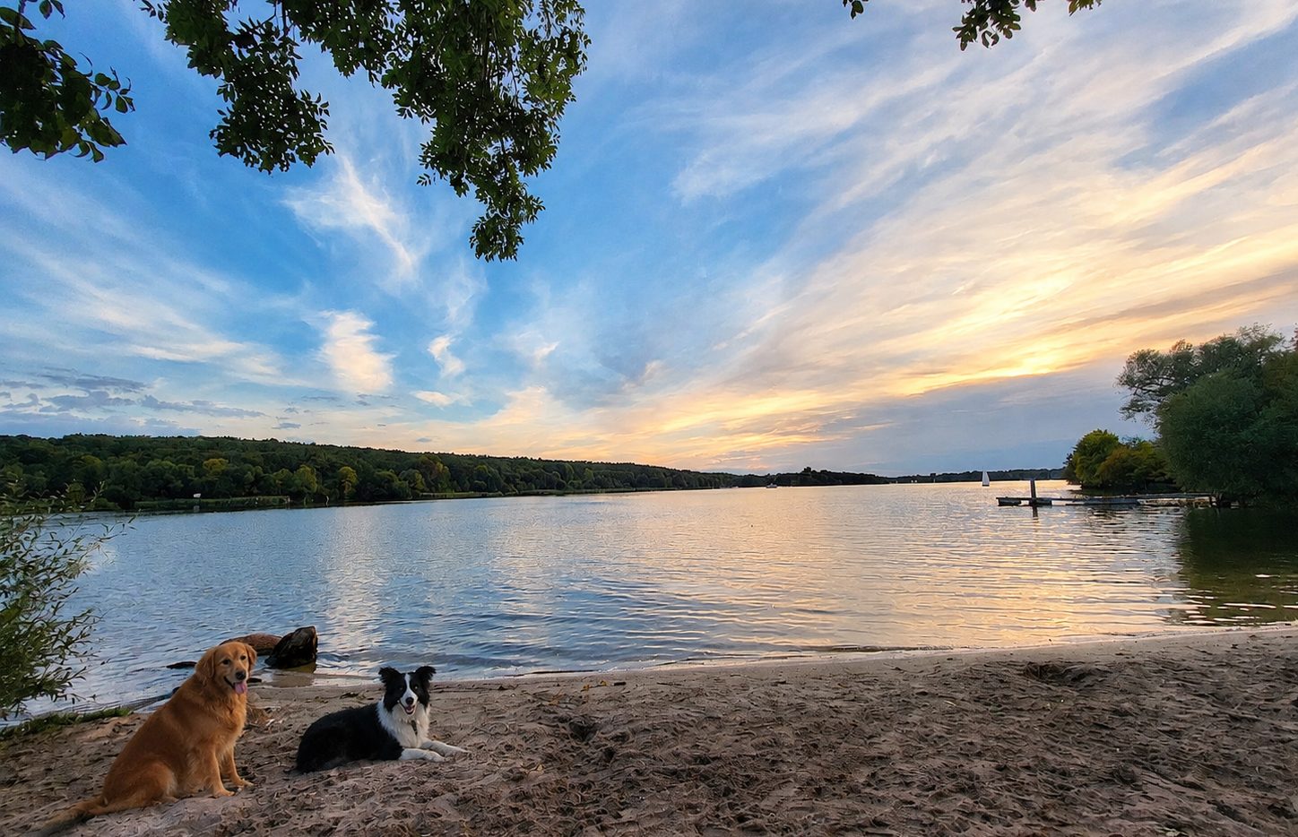 Hunde am Stößensee in Spandau