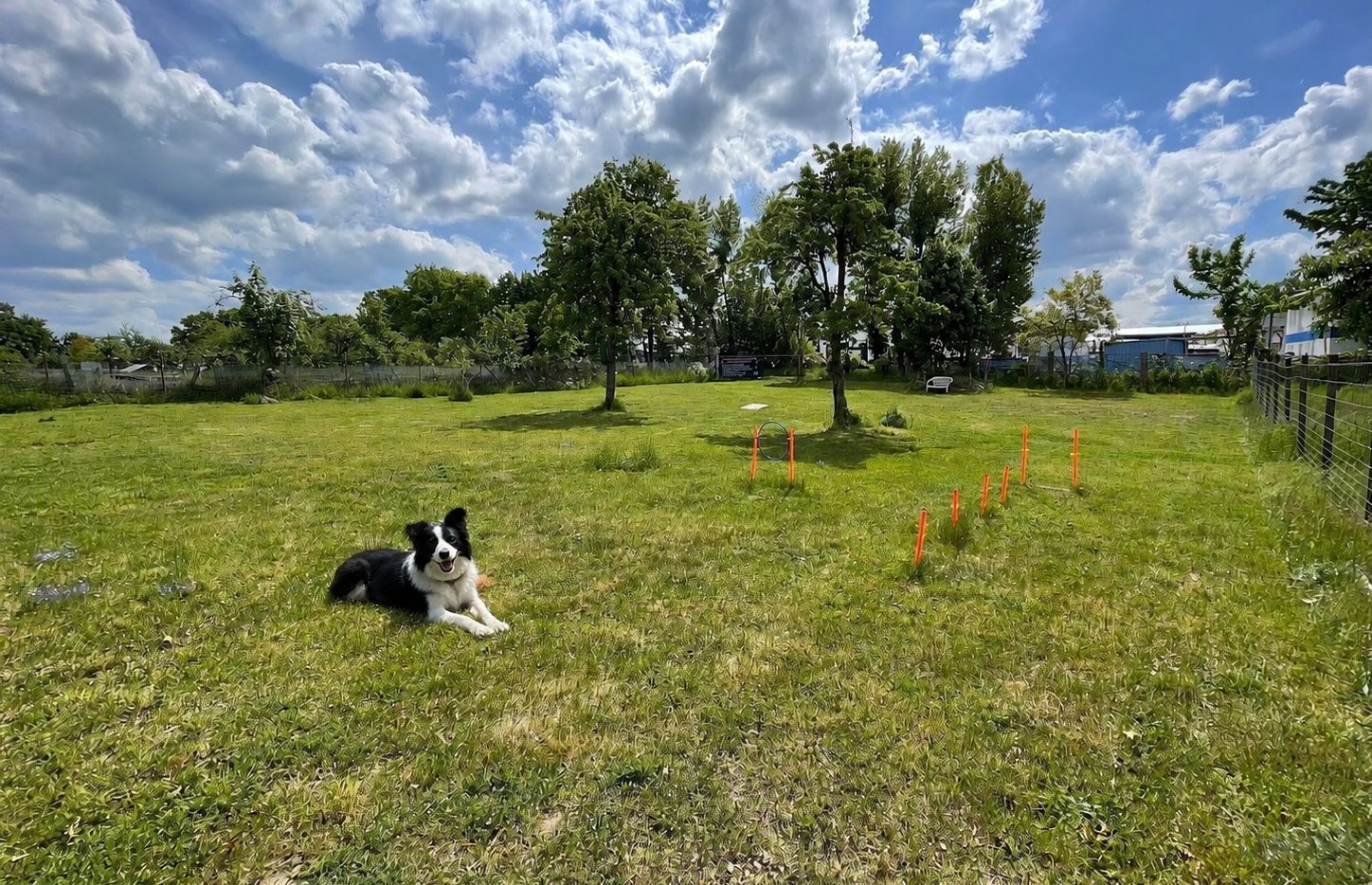 Hund beim Training auf dem Platz