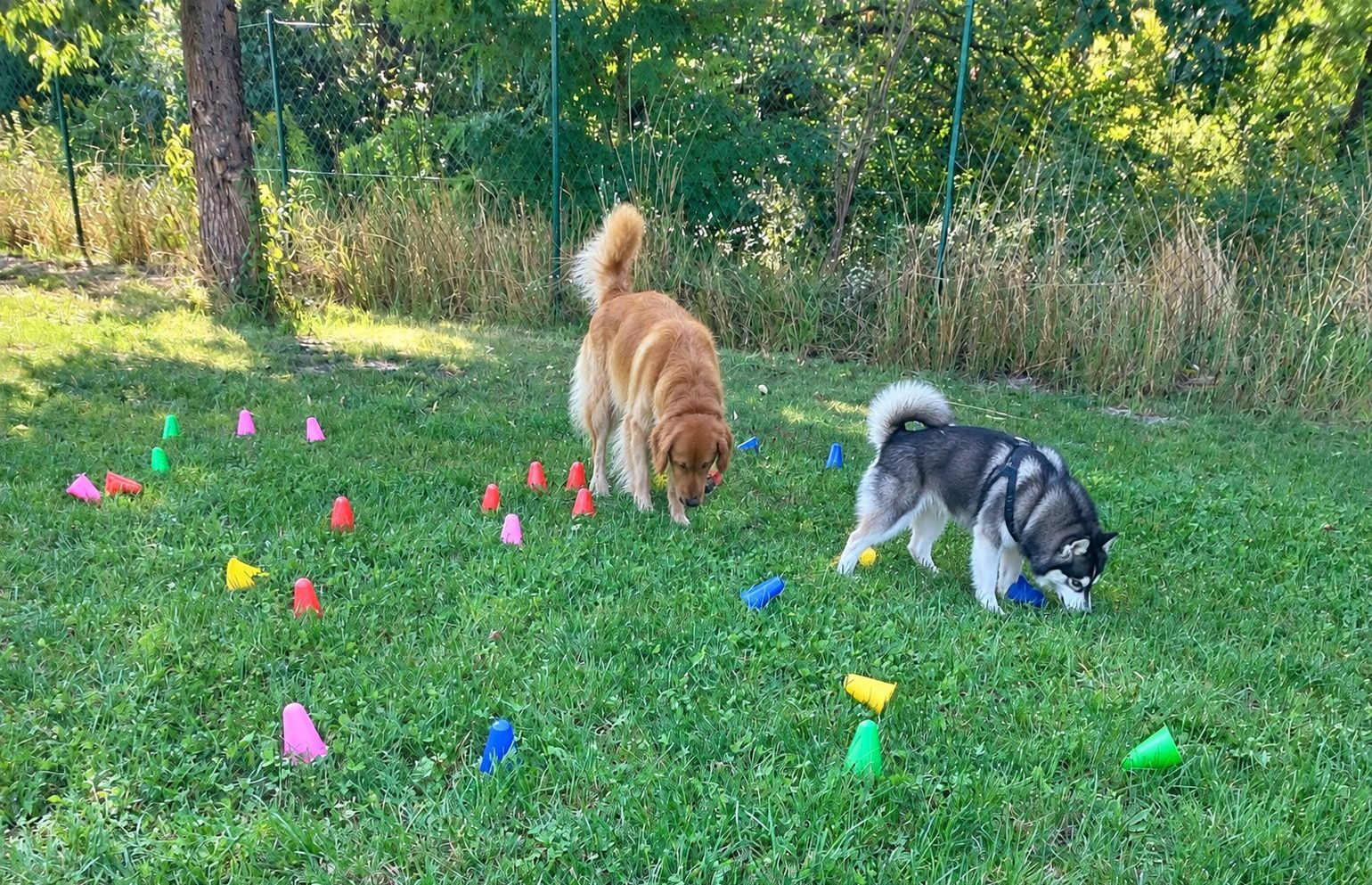Hund auf dem Trainingsplatz