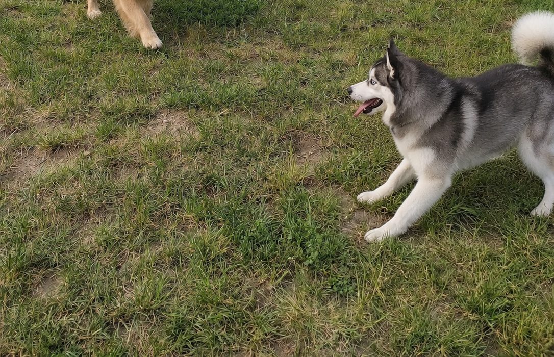 Hunde auf dem Vereinsplatz in Hellersdorf