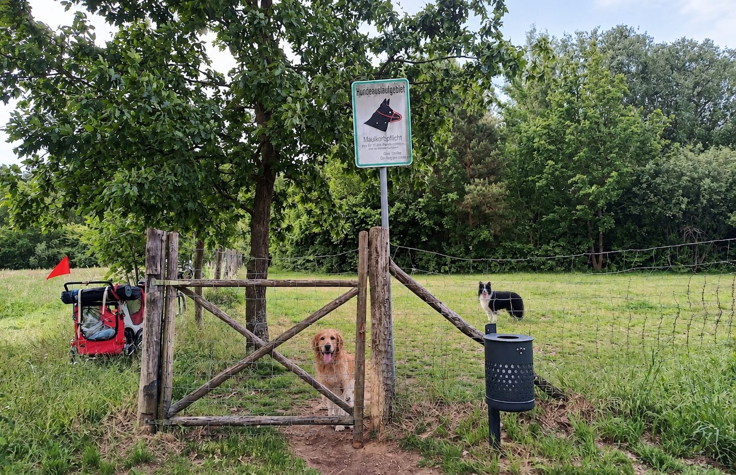 Hunde auf der großen Fläche an der Potsdamer Allee