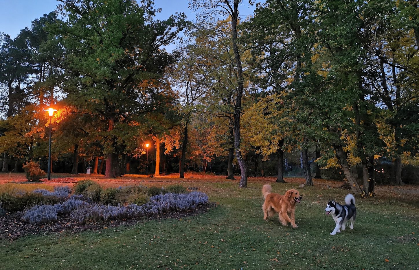 Hunde beim Spielen auf der großen Fläche