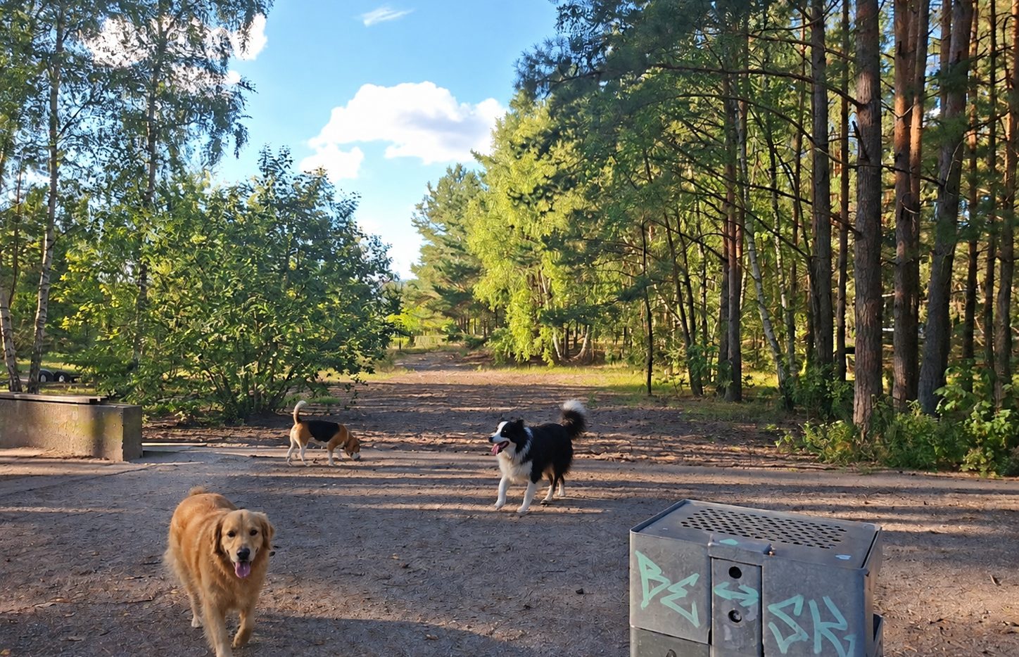 Hund auf der Fläche