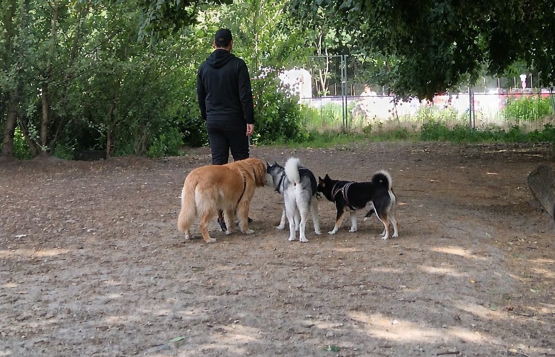 Sandfläche unter großen Bäumen mit drei Hunden und einer Person am Rand