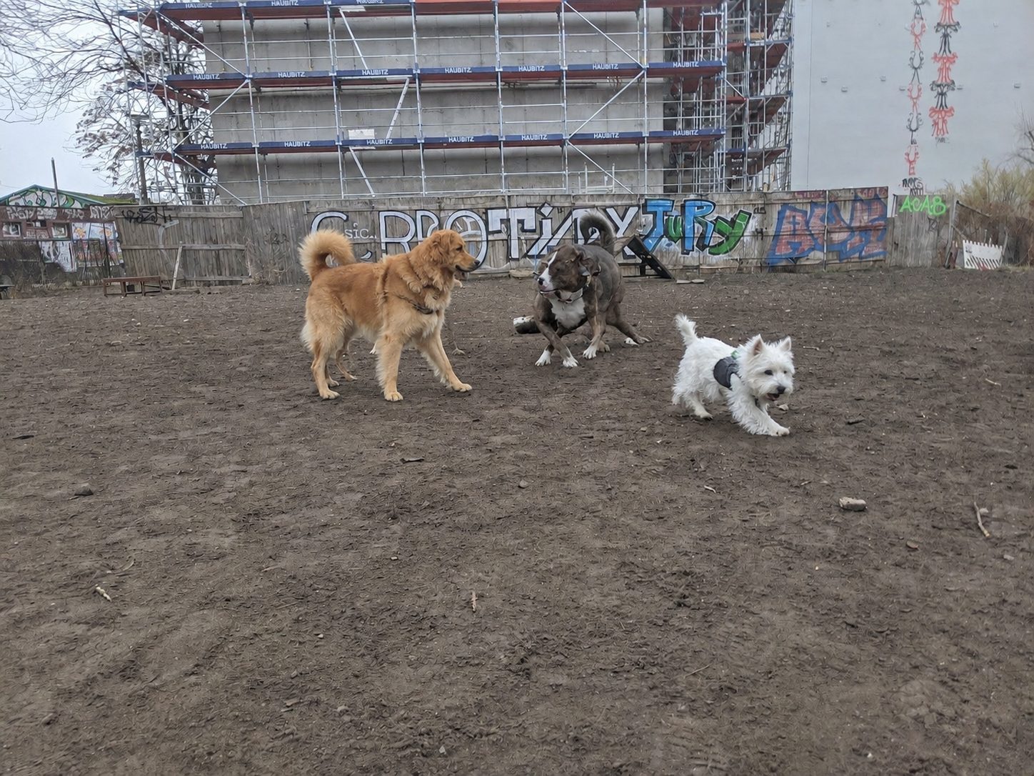 Drei Hunde beim Spielen auf der Sandfläche vor Graffiti-Zaun