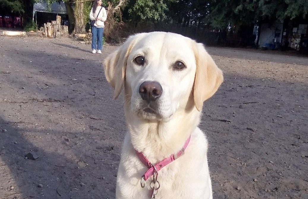 Heller Hund im Porträt auf der Sandfläche