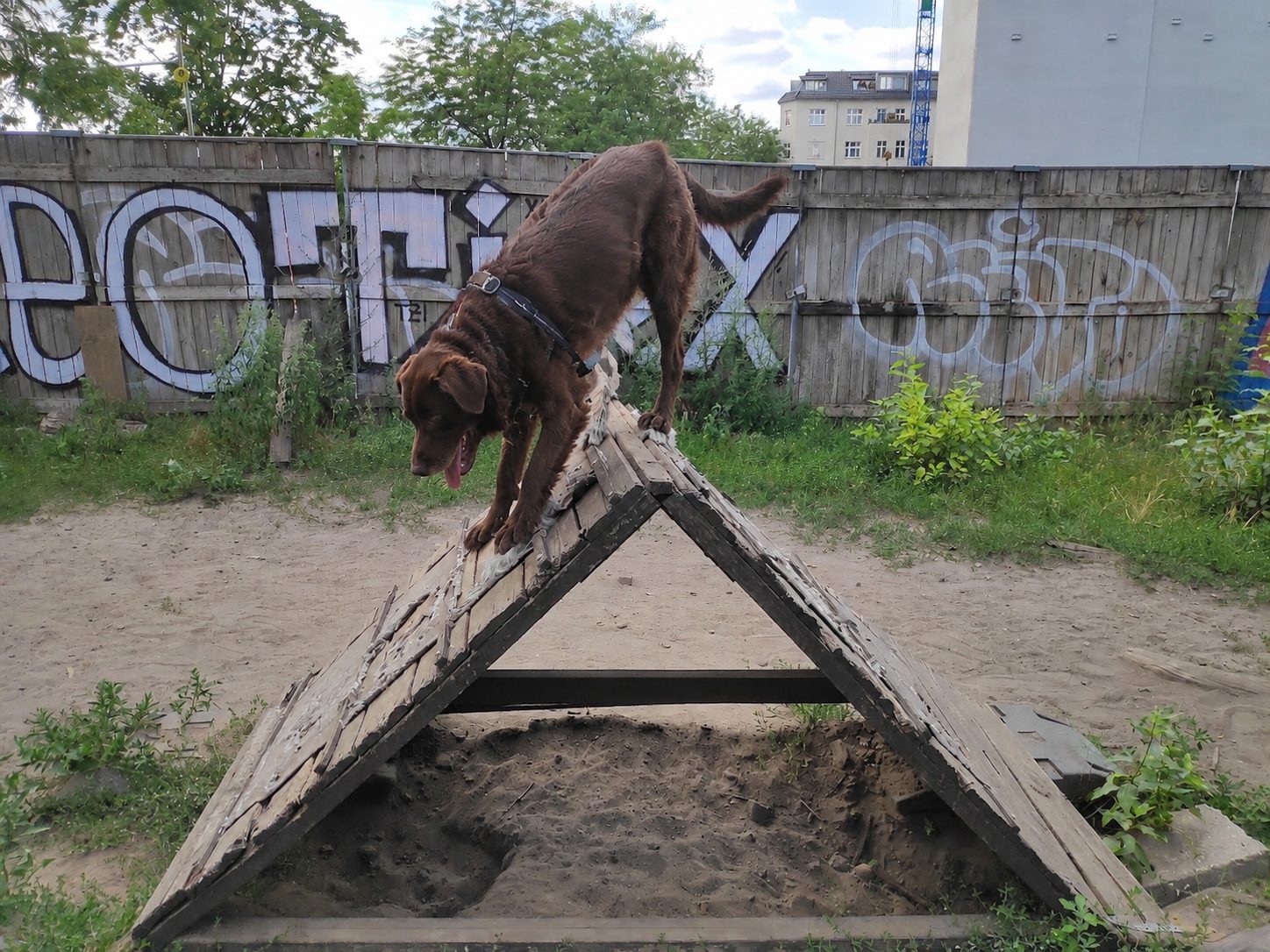 Brauner Hund auf einer hölzernen A-Rampe vor Graffiti-Zaun