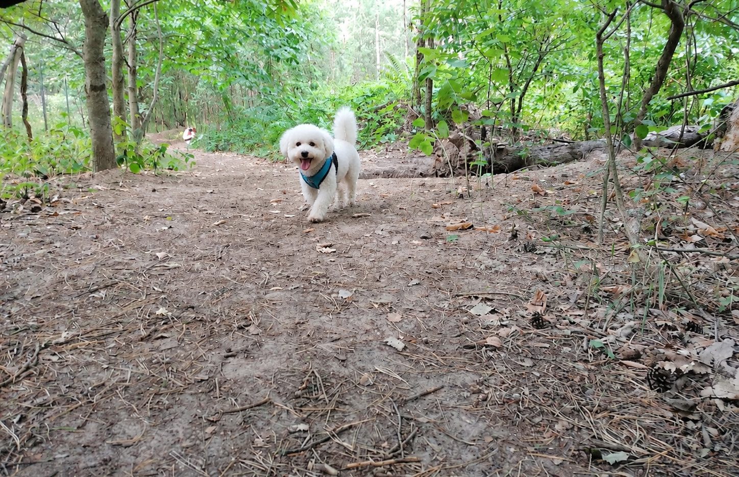 Hunde auf dem Gelände in Berkenbrück