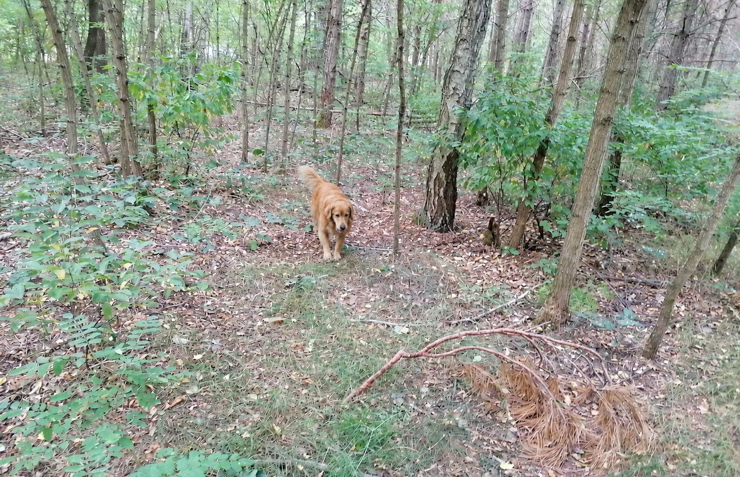 Hunde beim Spielen auf dem Gelände