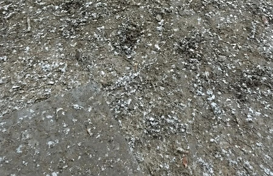 Hunde auf der Fläche in der Hasenheide