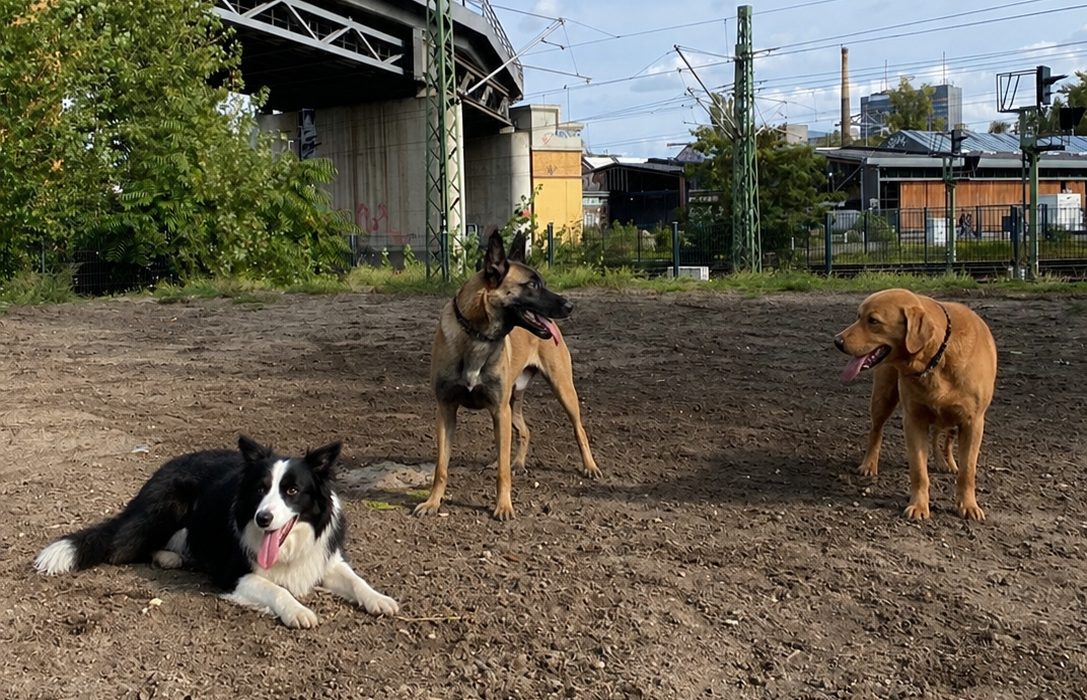 Drei Hunde auf der Sandfläche unter der Eisenbahnbrücke