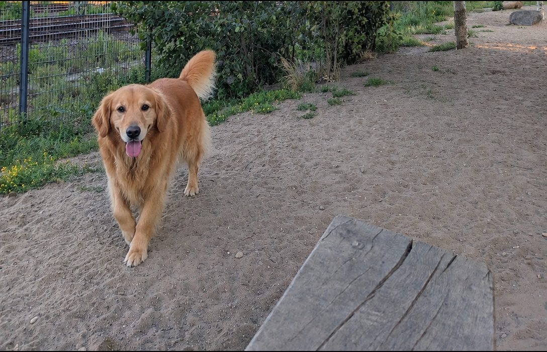 Hund am Zaun neben Bahntrasse und Büschen