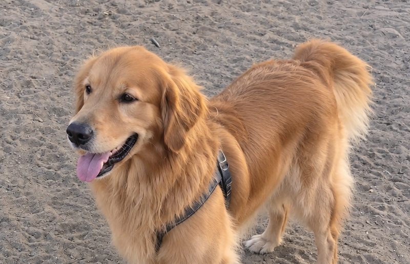 Hund im Porträt auf der Sandfläche