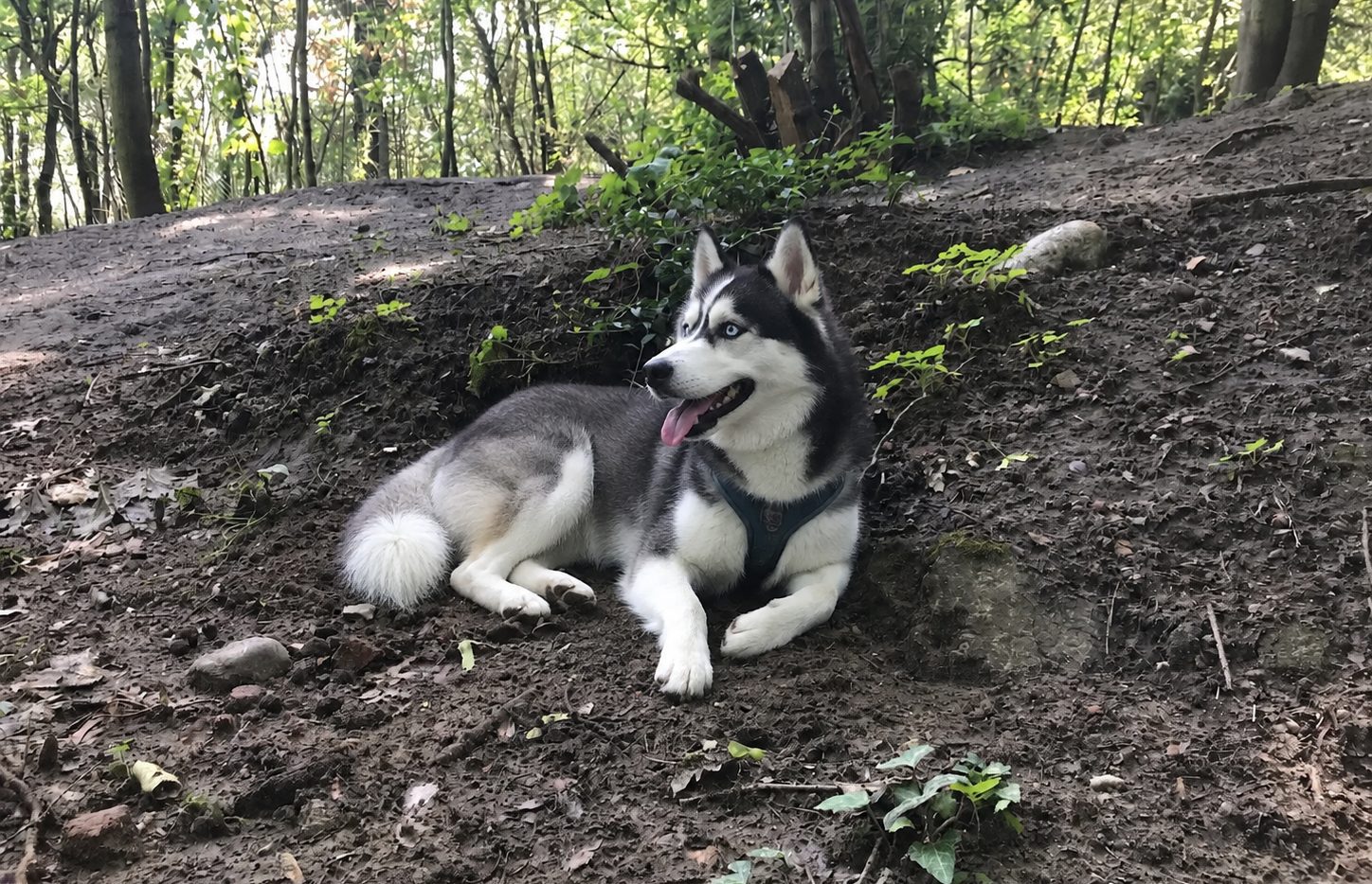 Kleine Hunde auf der Fläche des Auslaufs