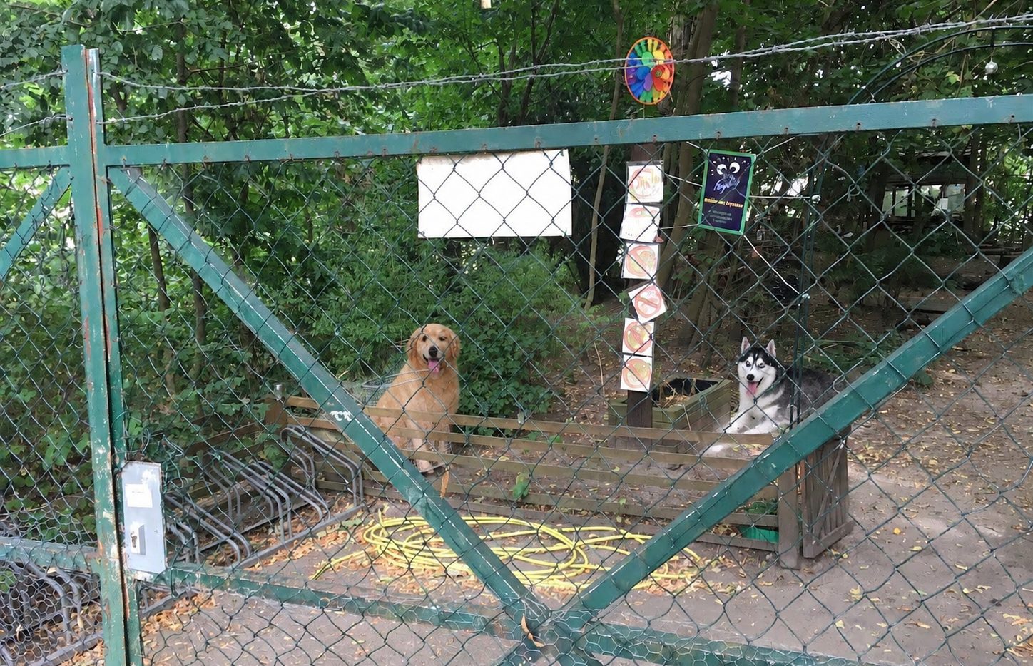 Kleine Hunde beim Spielen auf dem Gelände