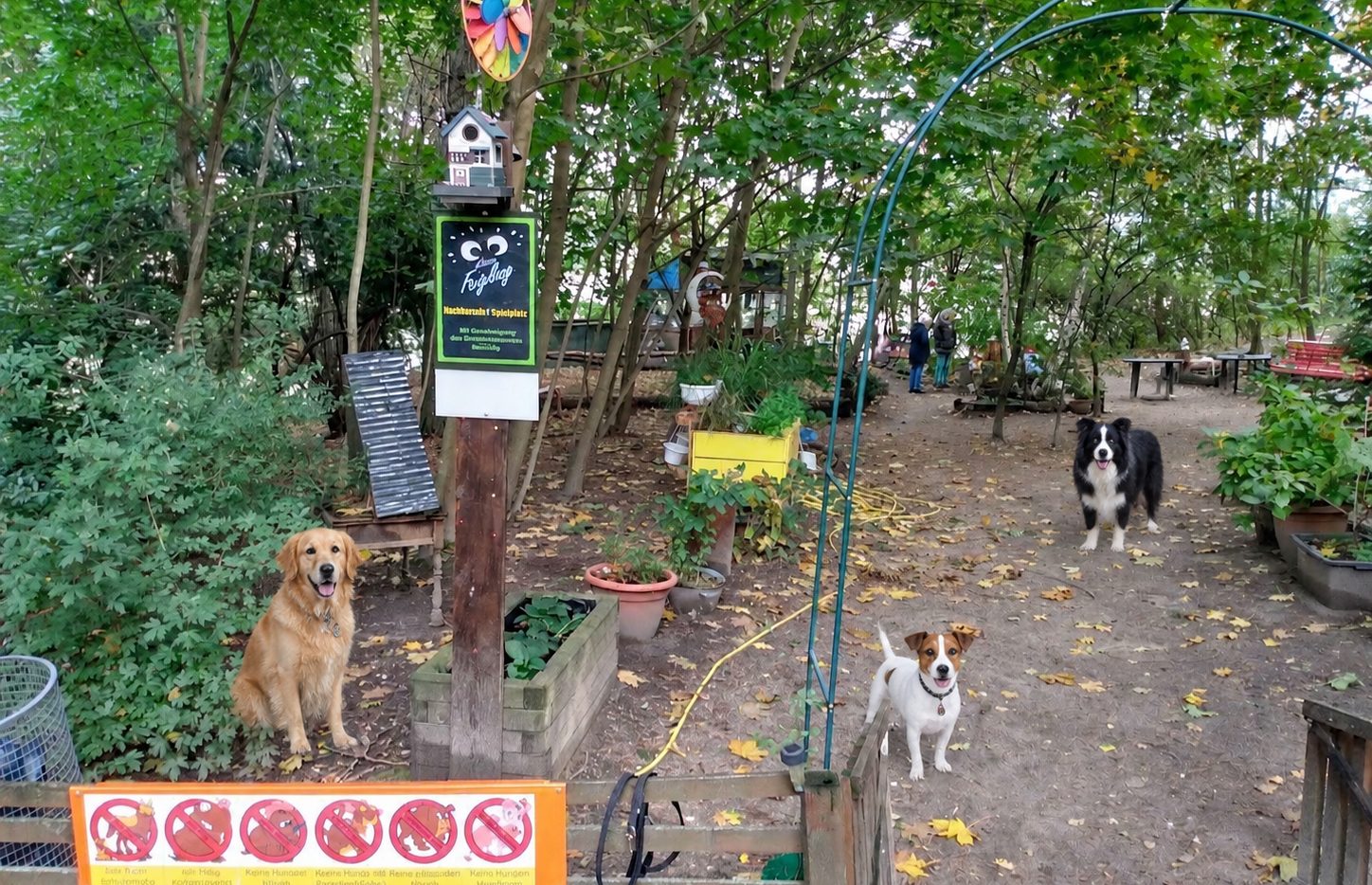 Kleiner Hund auf dem Platz