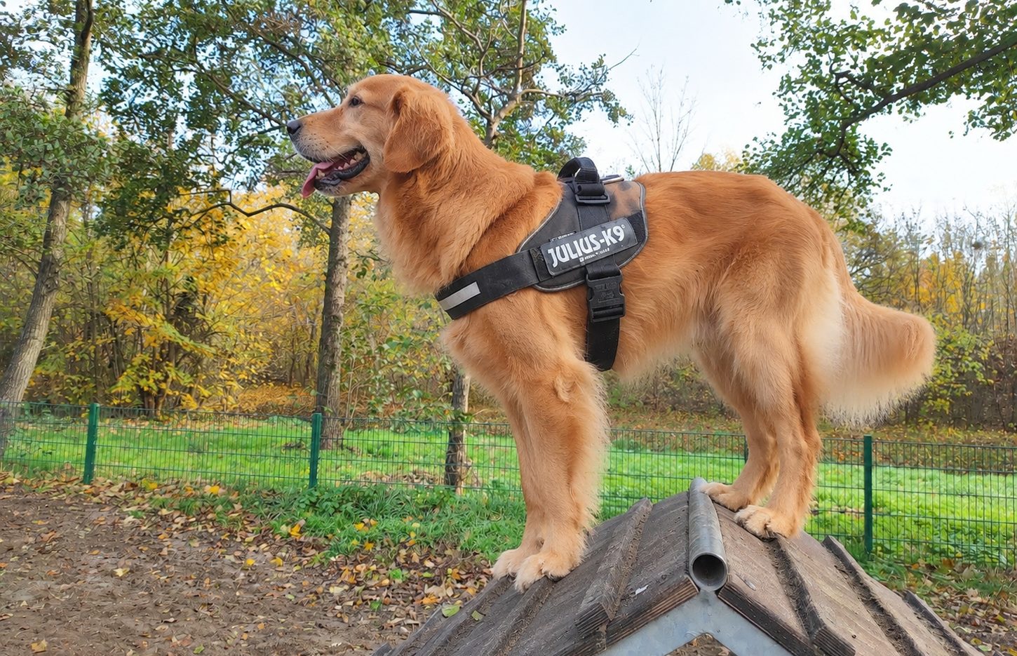 Hunde auf dem Parcours im Märkischen Viertel