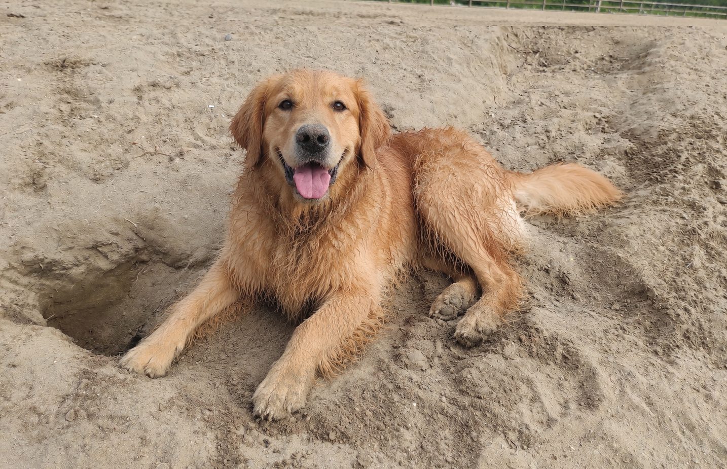 Hunde beim Spielen auf dem Parcours