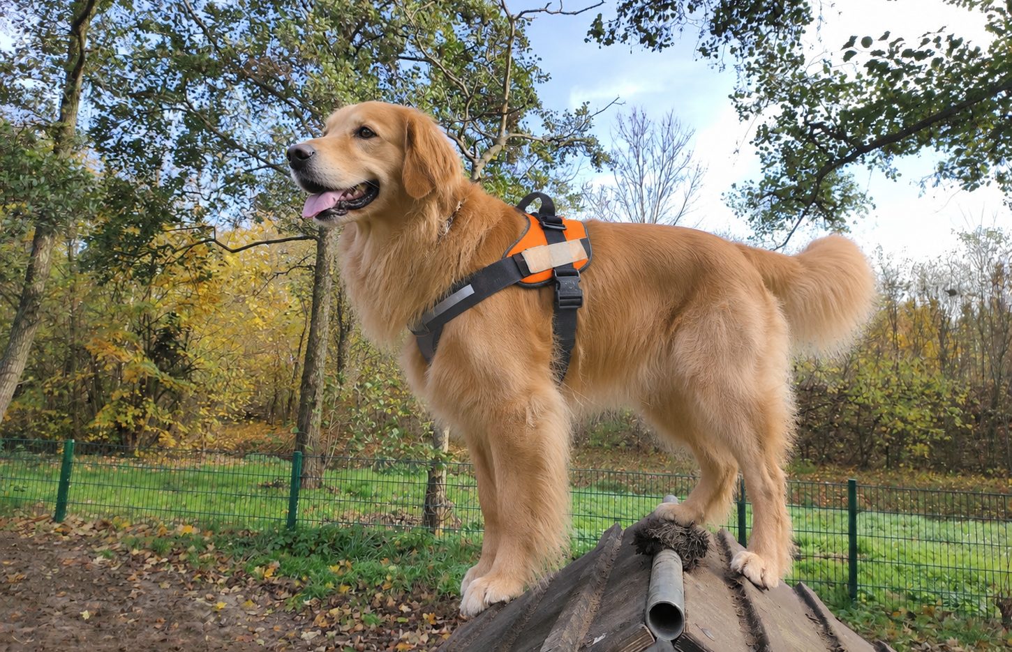 Hund auf dem Platz