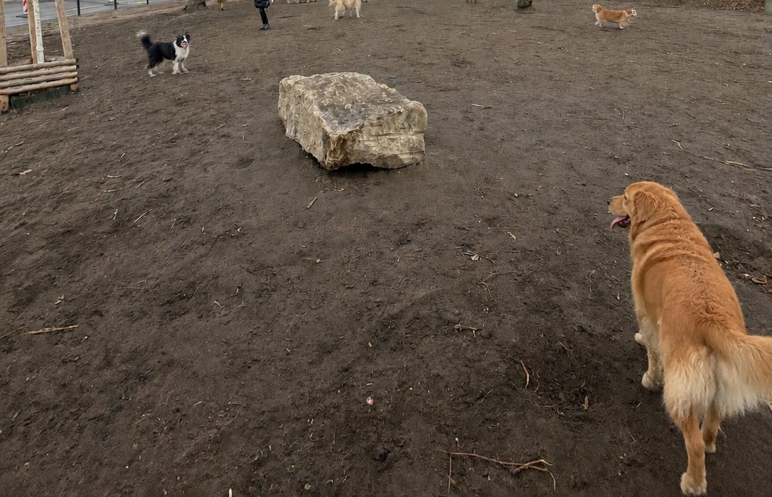 Hunde auf der Fläche des Auslaufs