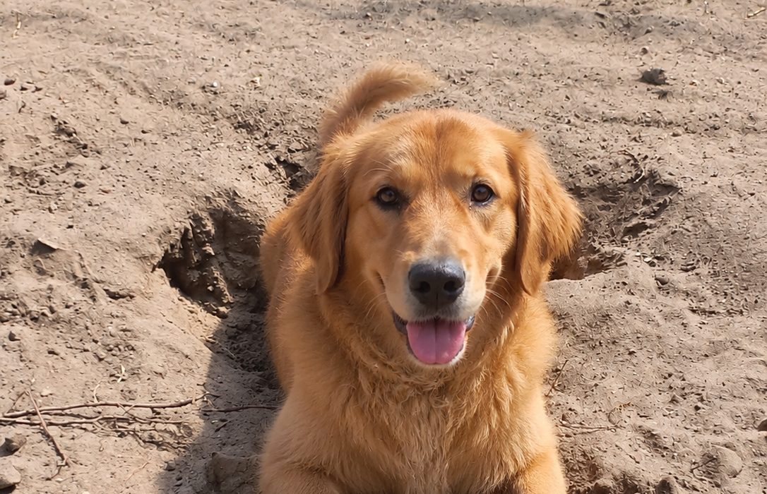 Hund auf dem Platz