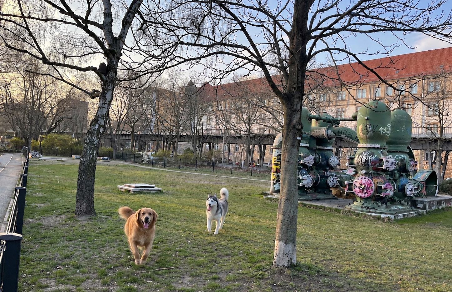Hunde beim Spielen auf dem Gelände