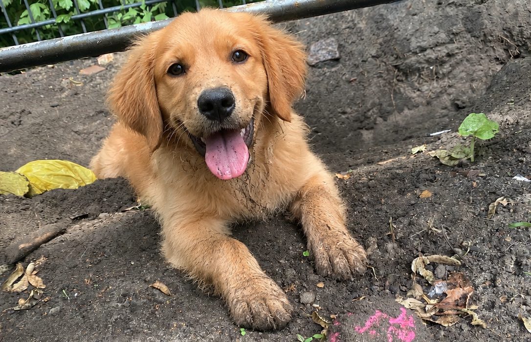 Hunde auf der Fläche des Auslaufs