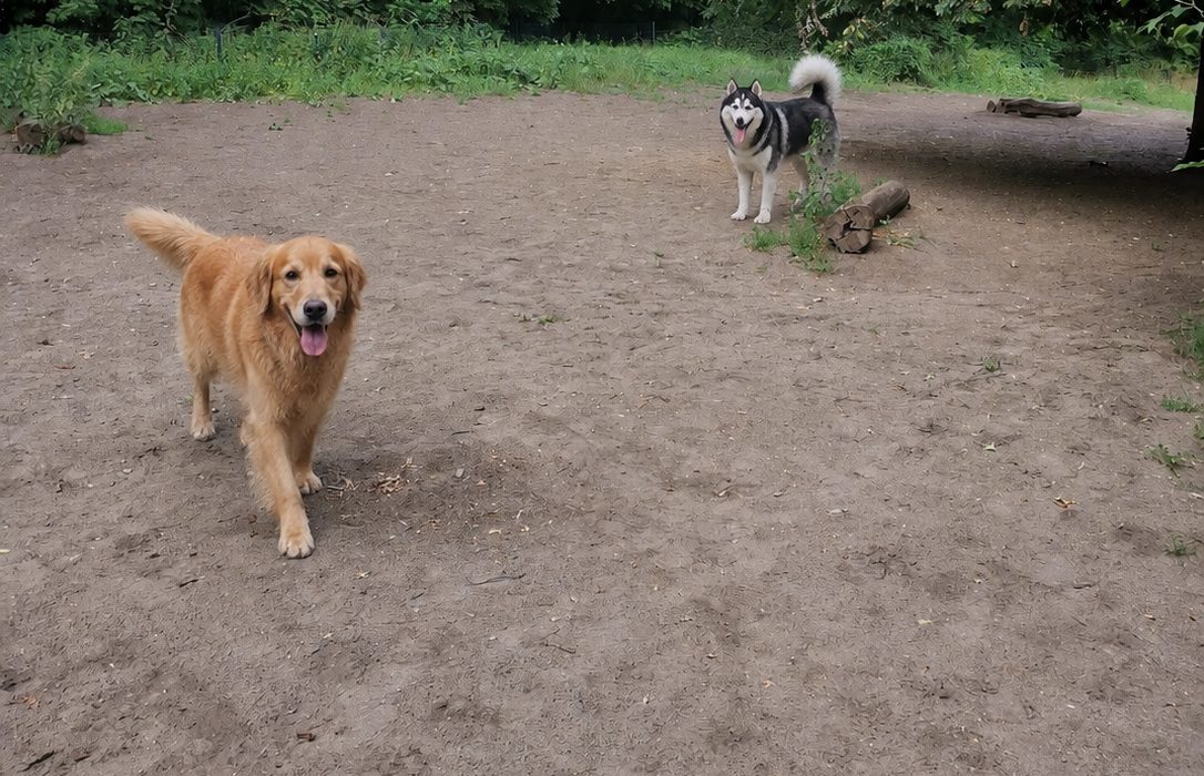 Hunde beim Spielen auf dem Gelände