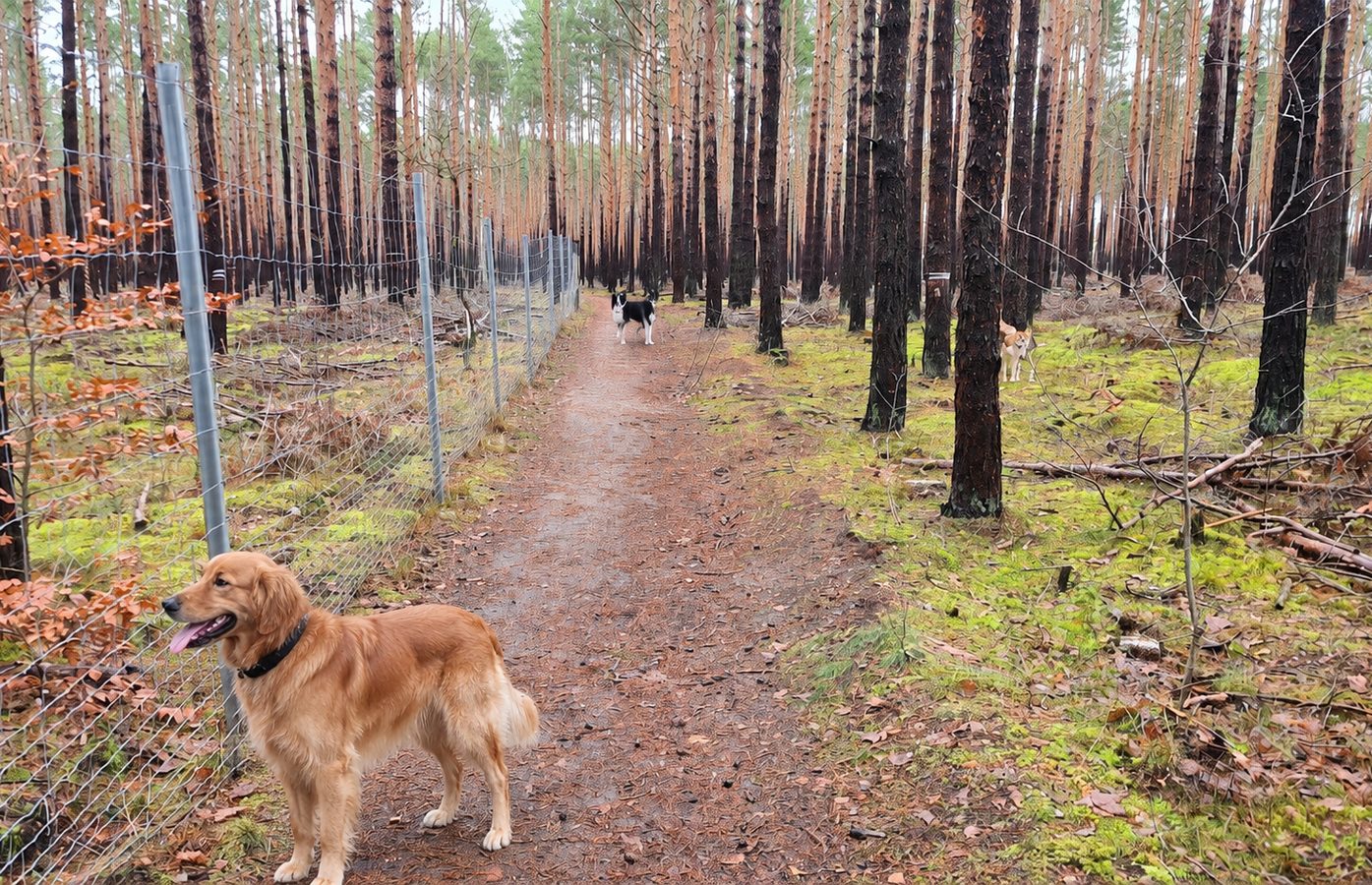 Hunde im Kiefernwald Fürstenwalde Nord