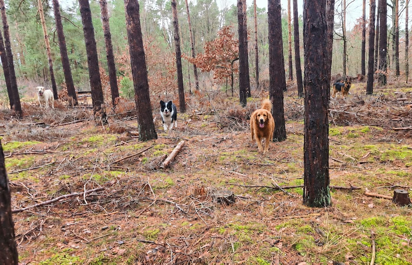 Hunde beim Spielen im Waldgebiet