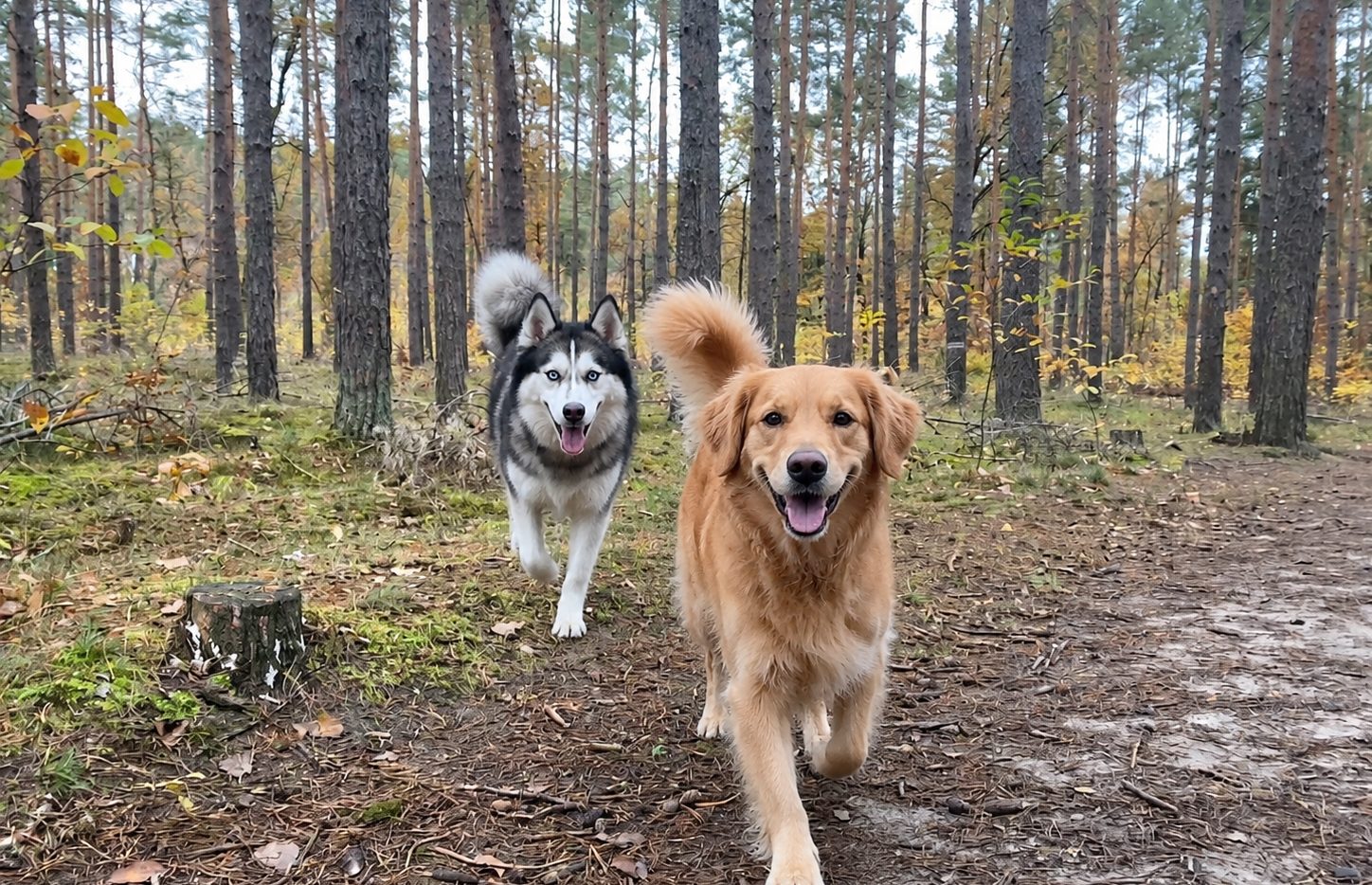 Hund im Wald