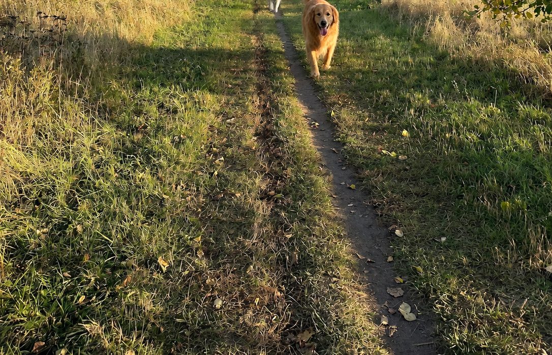Hunde am Graben in Blankenfelde