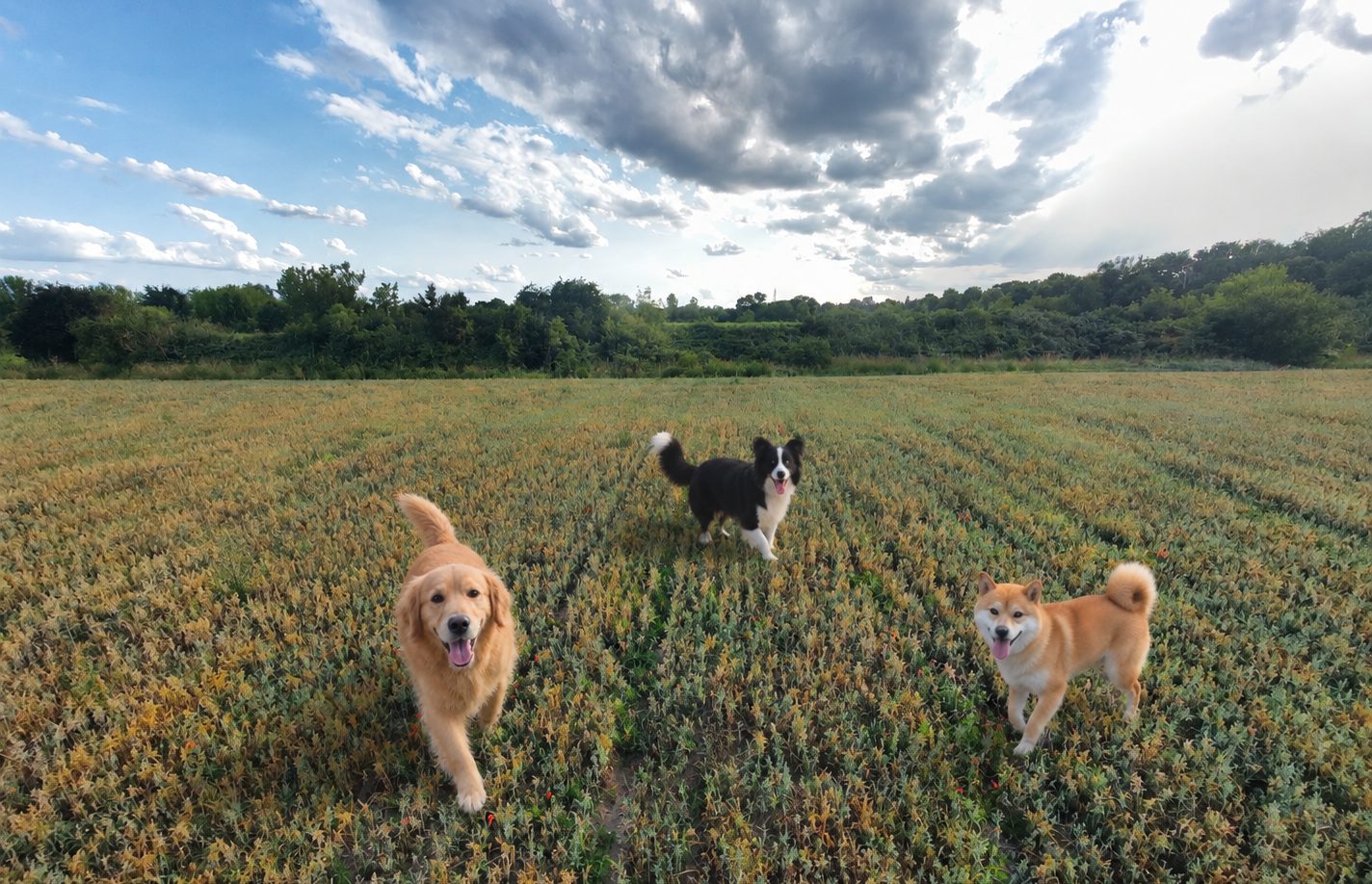 Hunde beim Spielen am Grabenufer