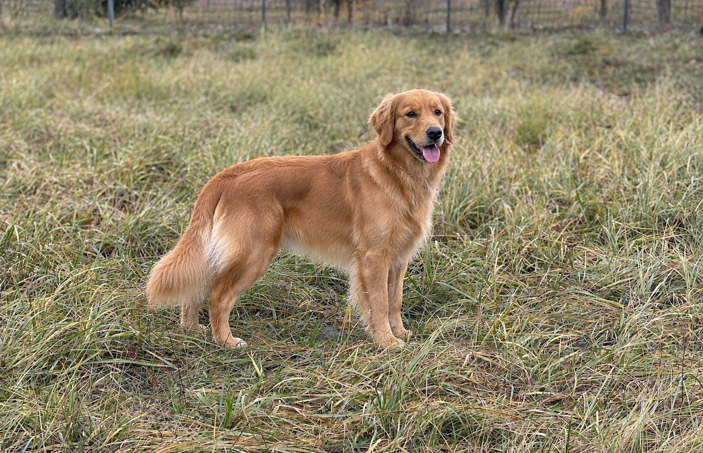 Hunde auf der Wiese in Finkenkrug