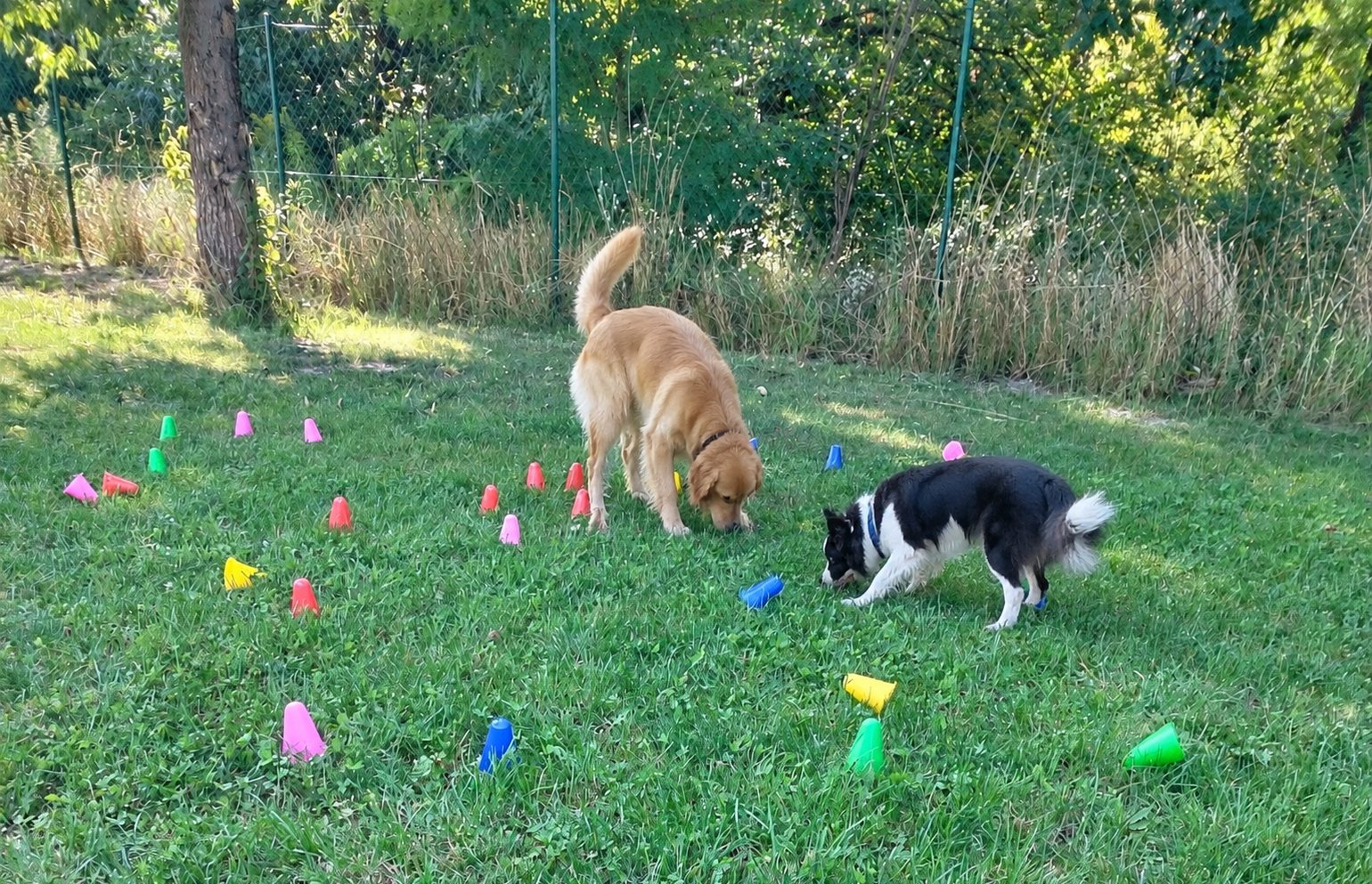 Hunde beim Spielen auf der Wiese