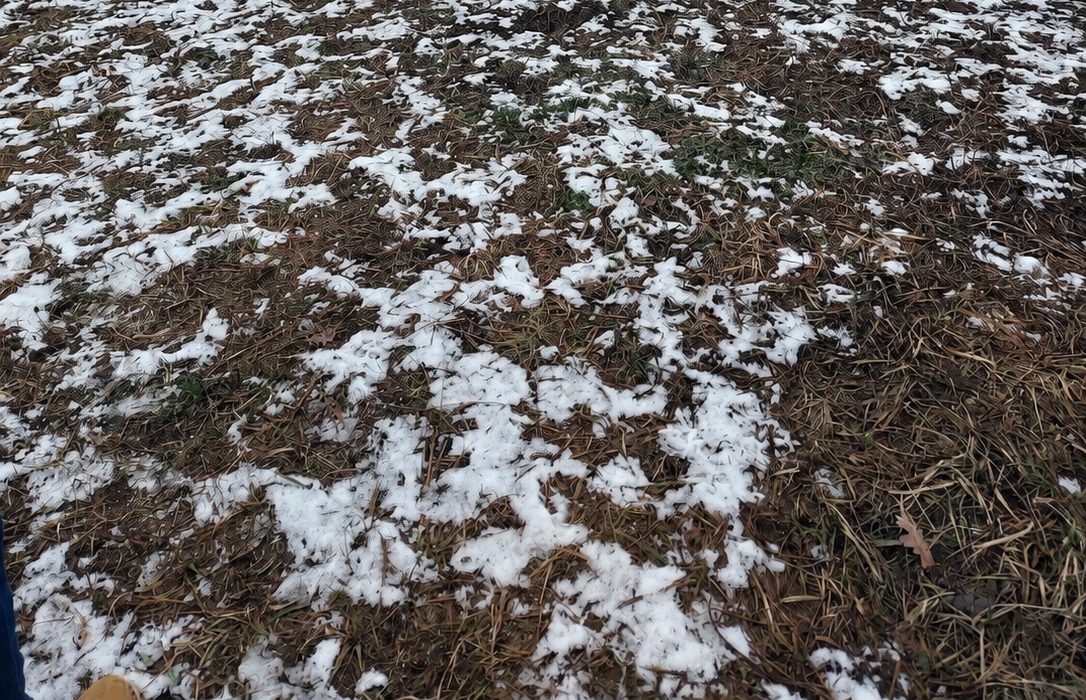 Hund auf der Wiese