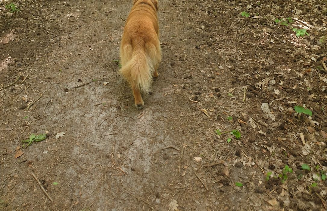 Hunde im Waldgebiet Frohnau