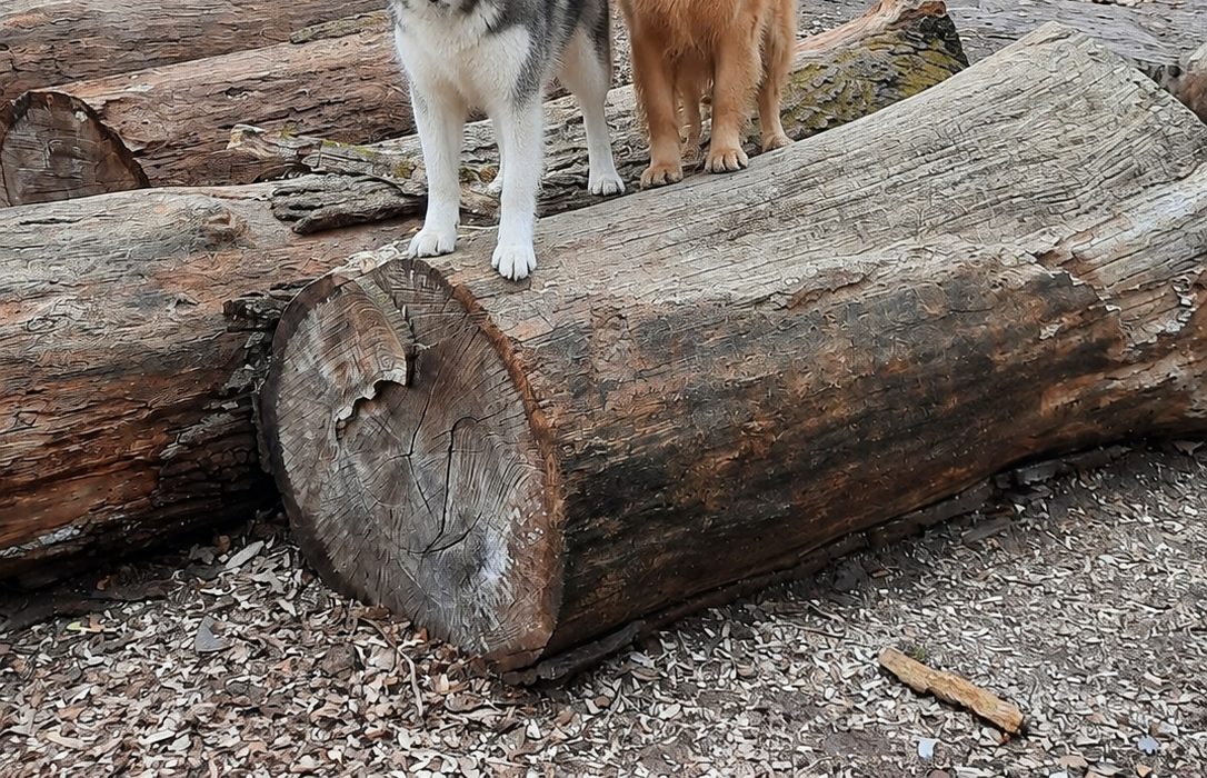 Hunde beim Spielen im Waldgebiet
