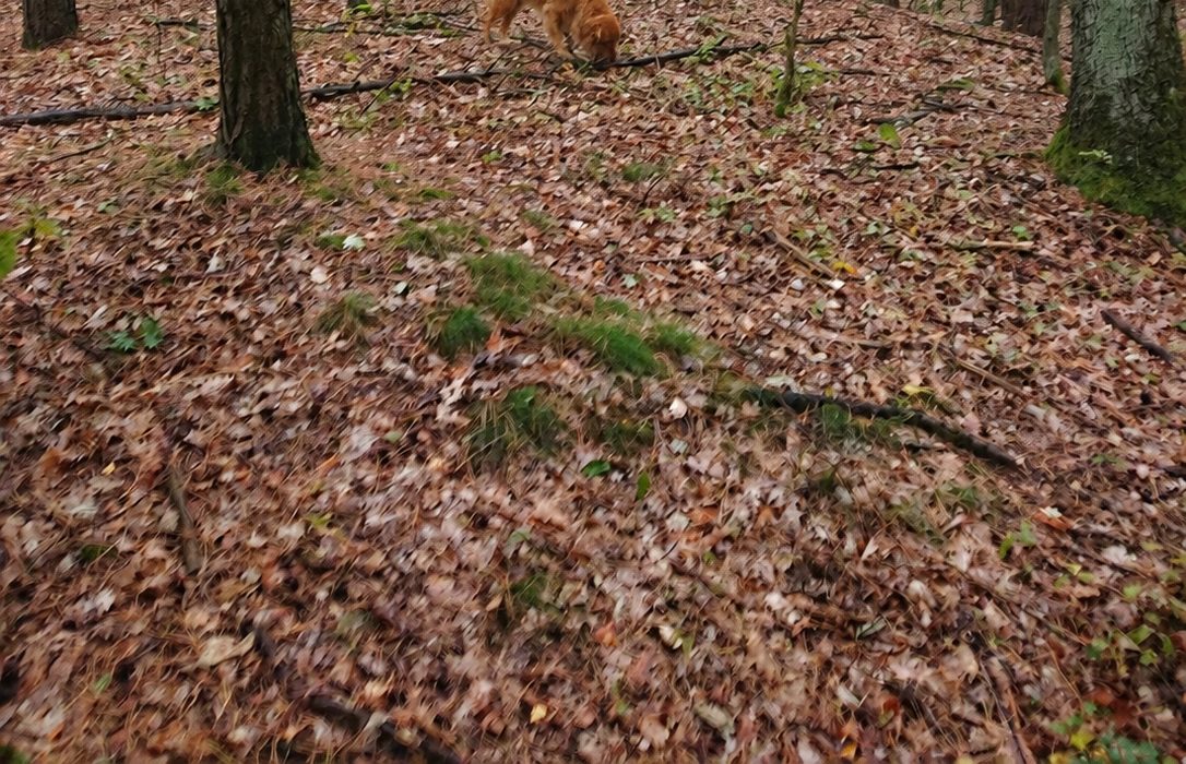 Hund im Wald