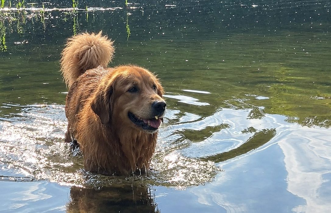 Nasser Hund steht im flachen Seewasser